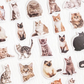 Cats Galore - Self Adhesive Sticker Box