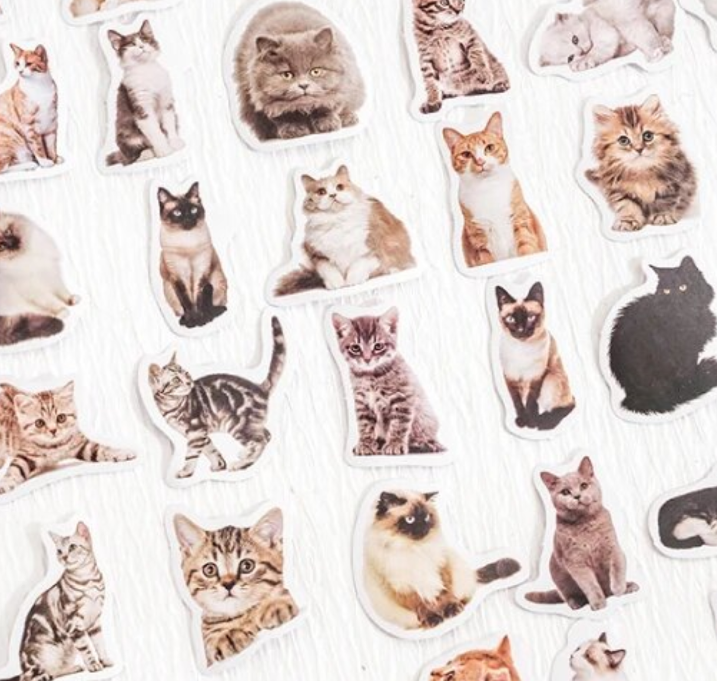 Cats Galore - Self Adhesive Sticker Box