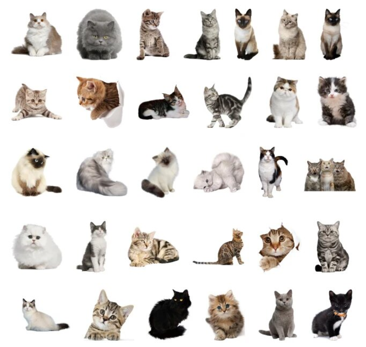 Cats Galore - Self Adhesive Sticker Box