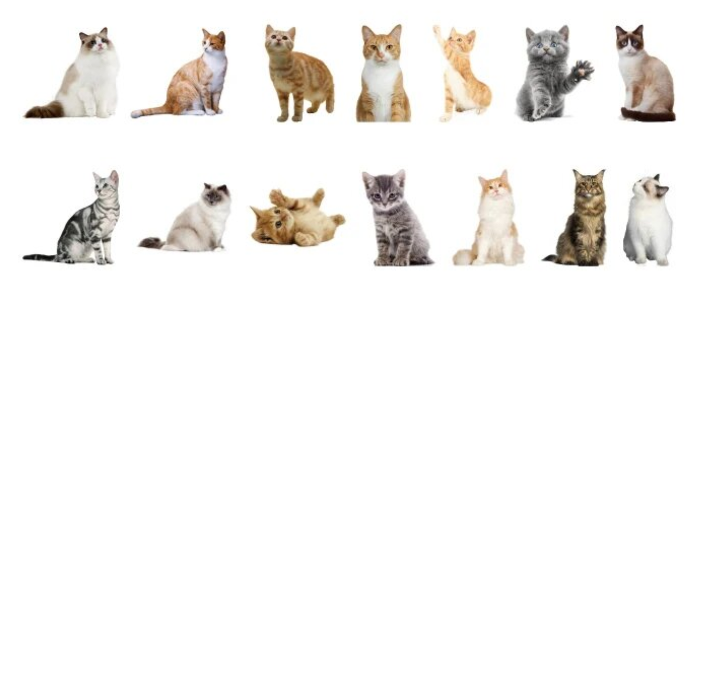 Cats Galore - Self Adhesive Sticker Box