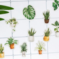 Houseplants - Self Adhesive Sticker Box