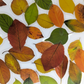 Narrow Leaves - Sticker Sheet