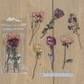 Dried Roses - Sticker Sheet