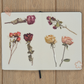 Dried Roses - Sticker Sheet