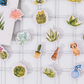 Succulent Plant Stories - Self Adhesive Sticker Box